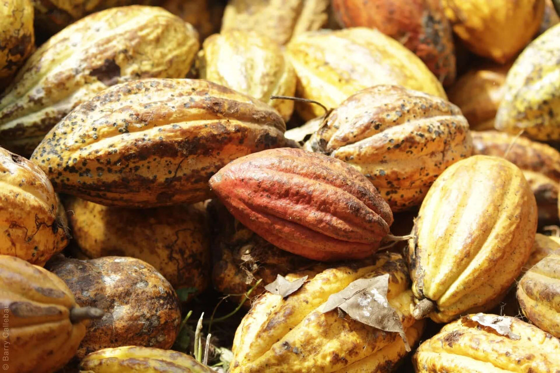 Cacao, The Food of the Gods