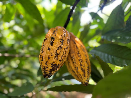 What is the Difference between Cocoa and Cacao