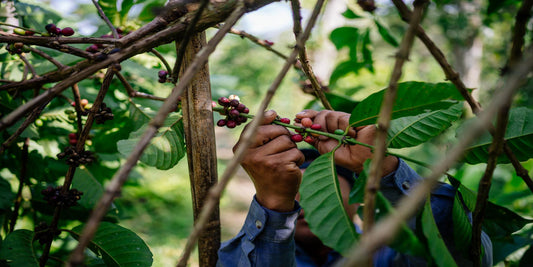Witoca: Specialty Robusta Coffee from the Heart of the Amazon