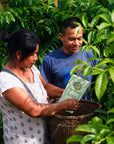 Growers picking guayusa leaves into a basket with a bag of Guayusa tea
