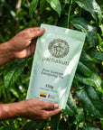 Hands holding a bag of Guayusa tea among guayusa leaves