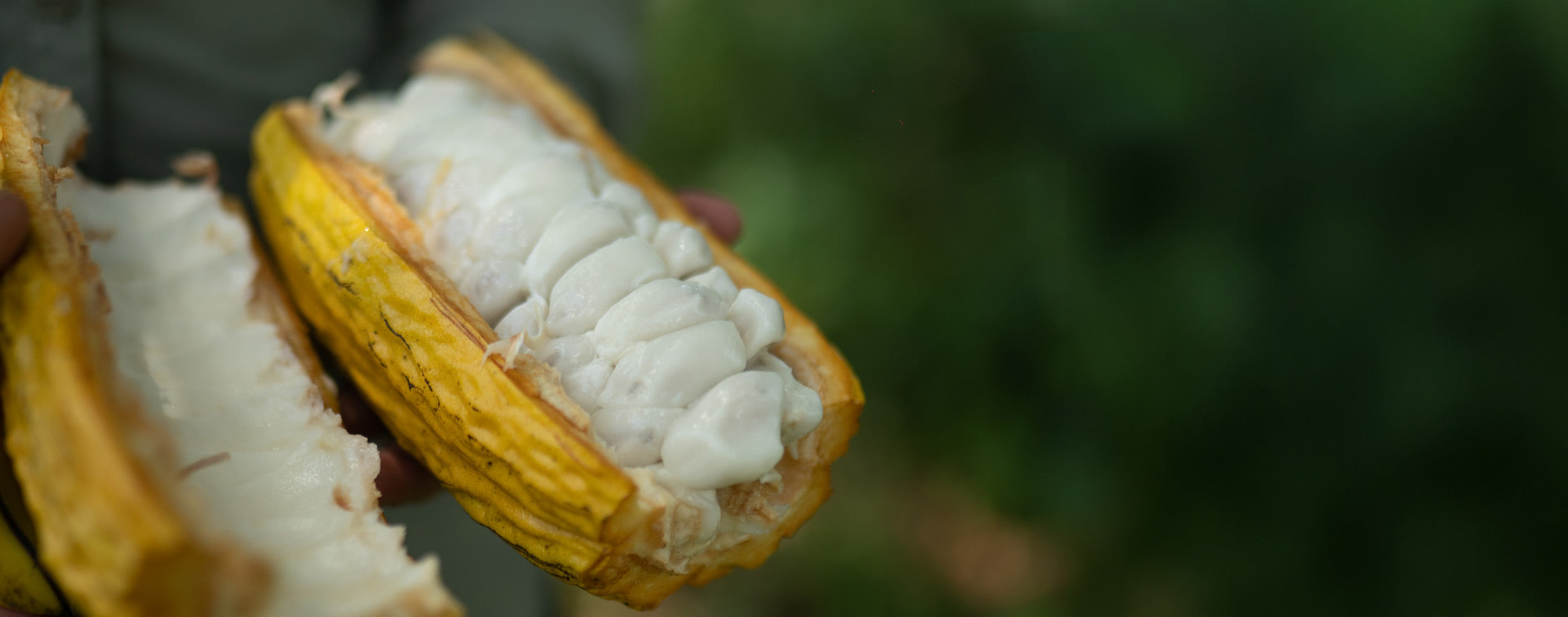 Our heirloom, ceremonial-grade cacao is nurtured in the Ecuadorian Amazon, where the rhythm of the rainforest harmonises with the ancestral practice of chakra farming.