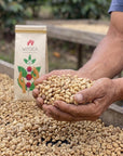 Hands holding green coffee beans beside a bag of Witoca Sumak
