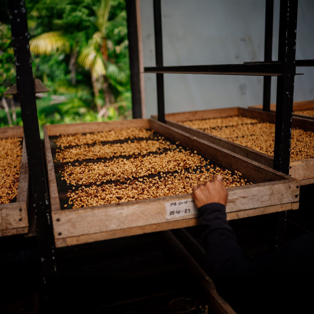 Witoca Café Shaman – Limited Edition Specialty Robusta