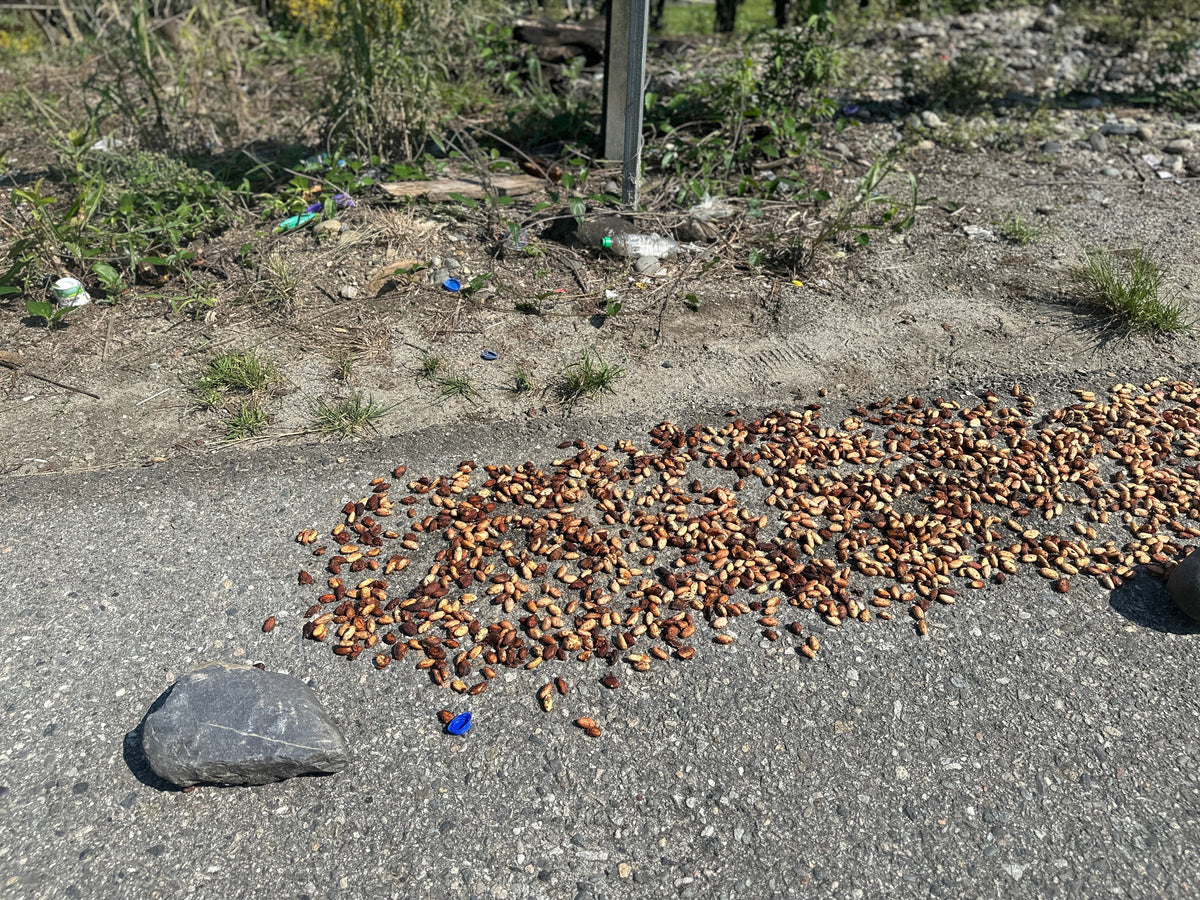 The Problem with Cheap Cacao: How Mass-Market Buyers Undermine Communities
