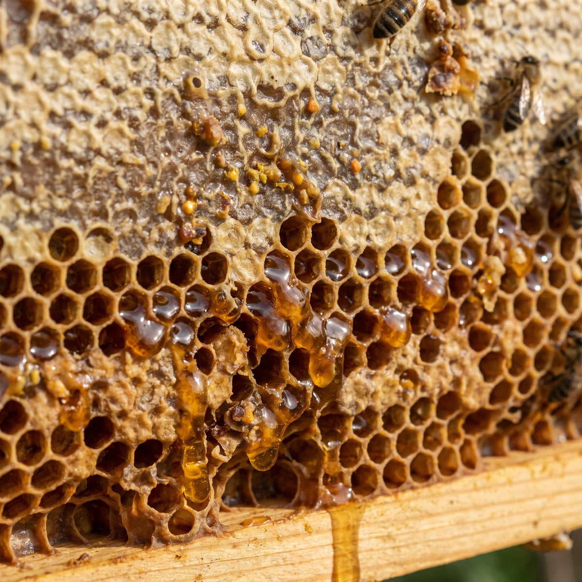HASA Honey - Rare Honey from Stingless Bees