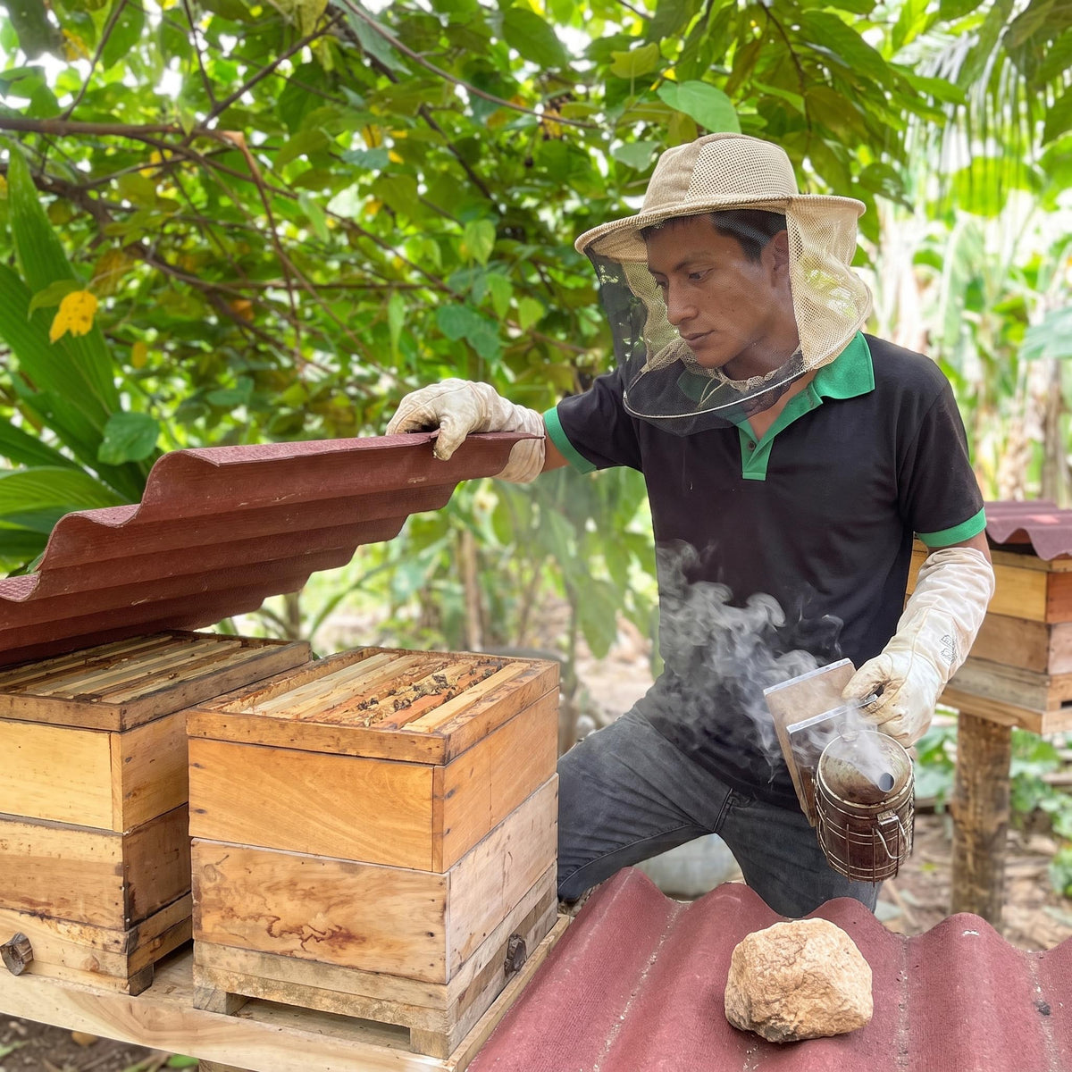 HASA Honey - Rare Honey from Stingless Bees