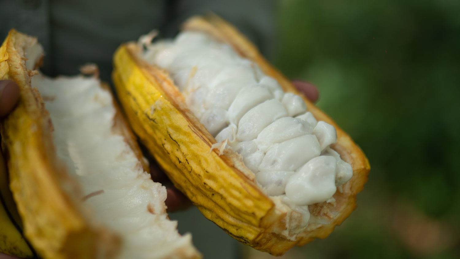 Cacao bean pod held open to reveal white beans inside