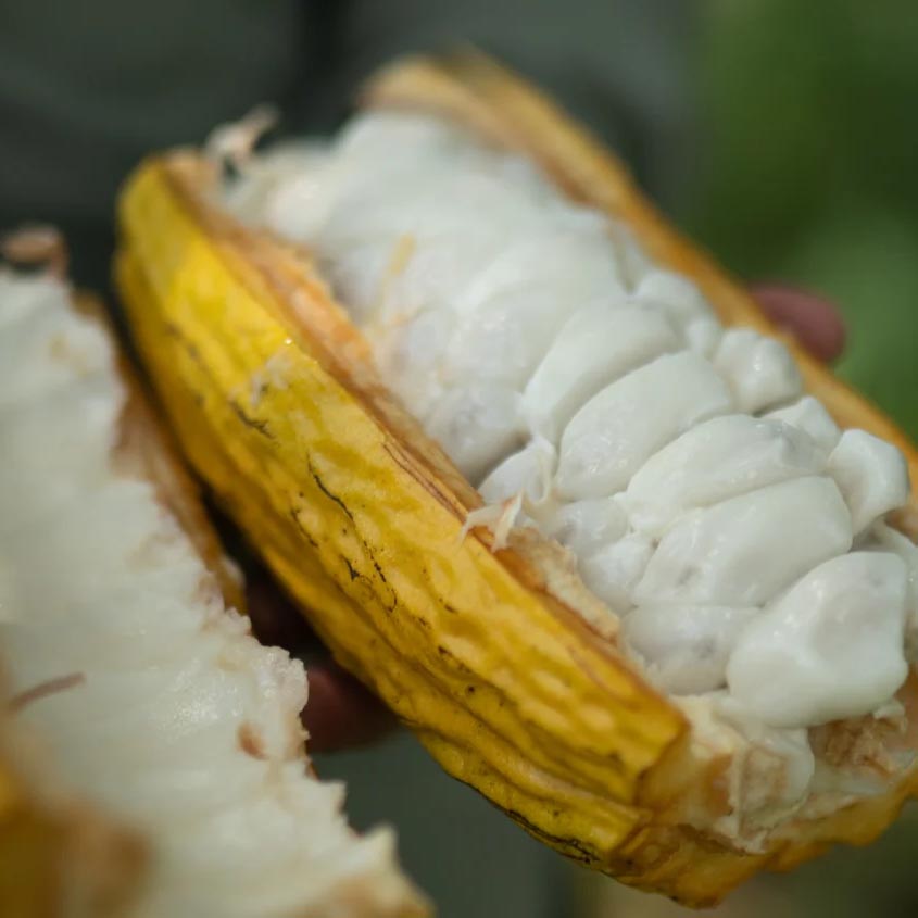 Open cacao pod on the tree showing the white pulp around the beans