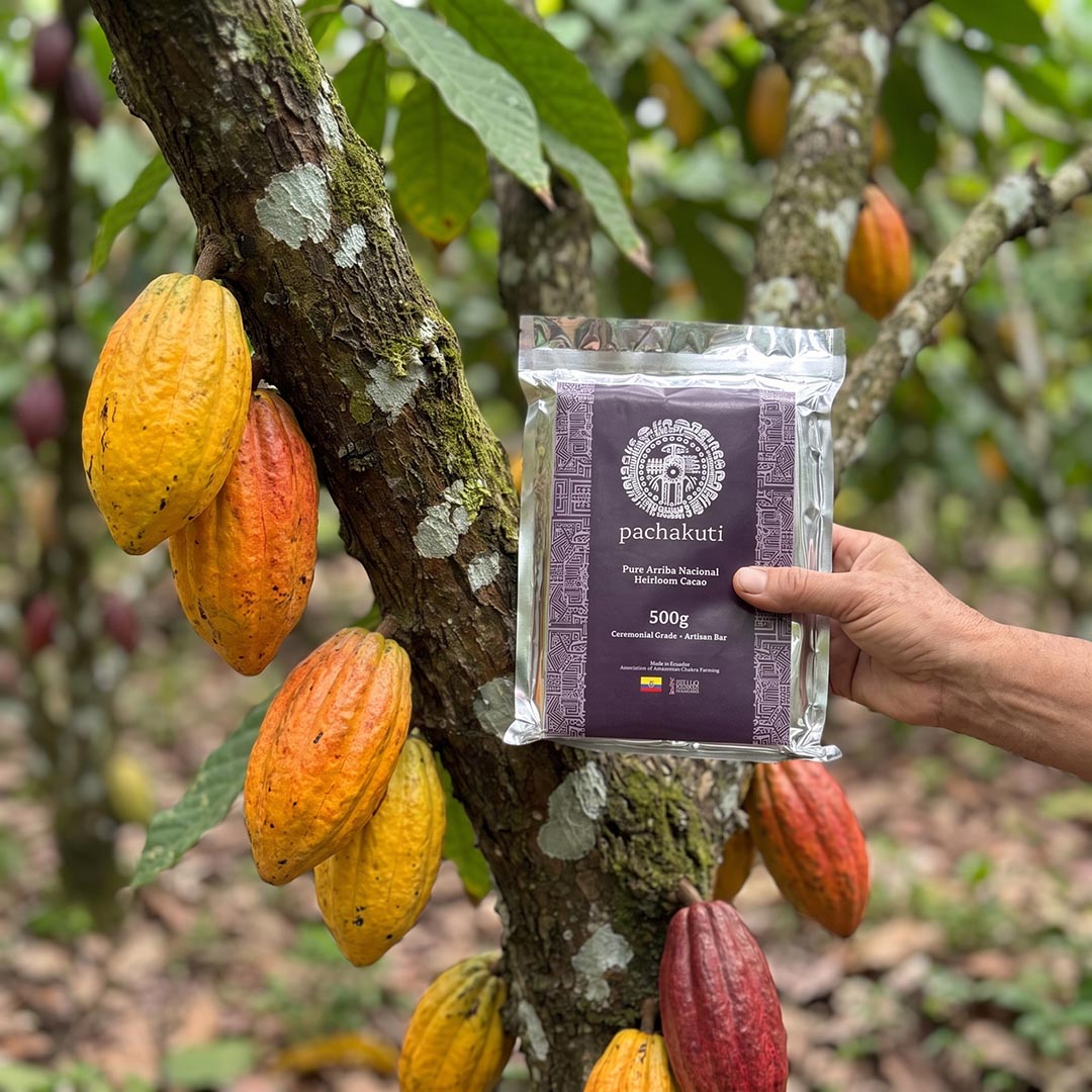 Hand holding the 500g Ceremonial Cacao Bar beside cacao pods on the tree