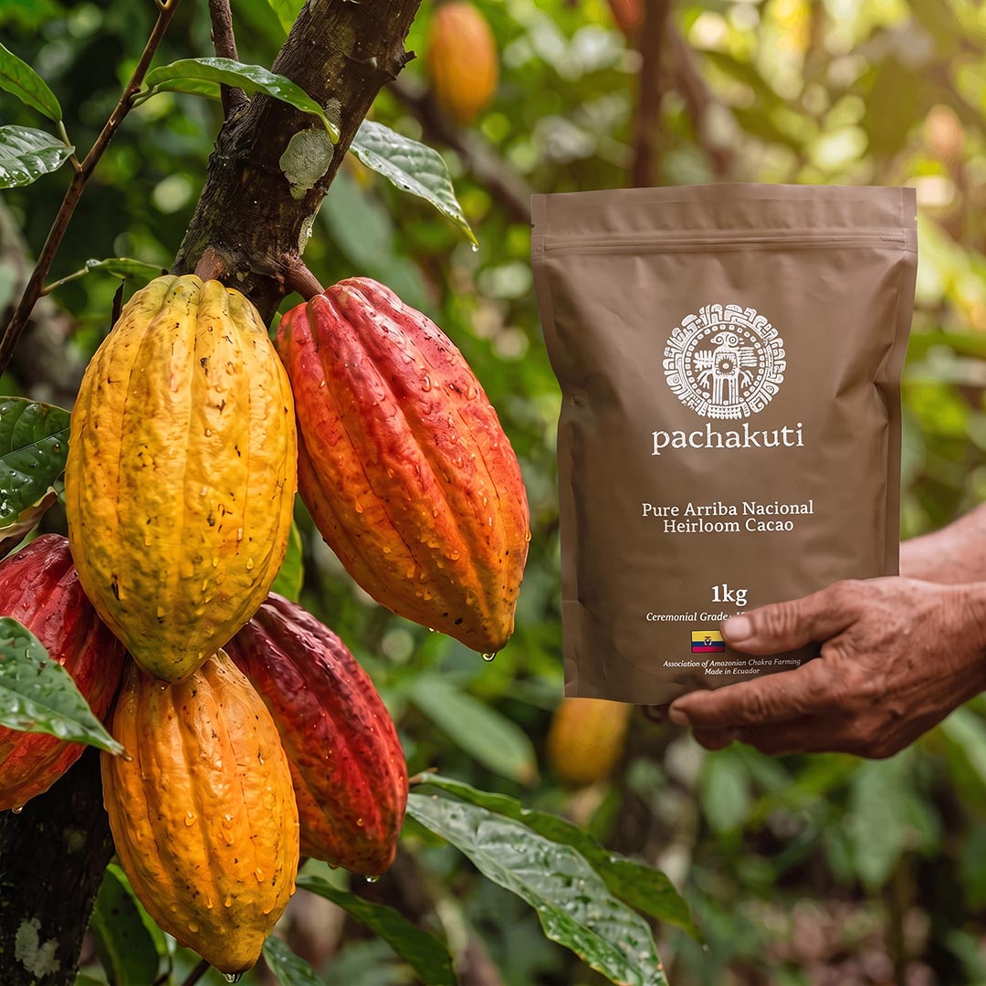 Hand holding the 1kg Ceremonial Cacao bag beside ripe cacao pods on the tree