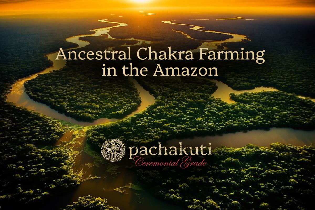 Aerial view of the Amazon rainforest at sunrise, Ancestral Chakra Farming in the Amazon, Pachakuti