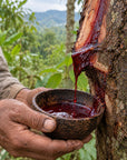 Dragon's Blood resin being collected from a Croton lechleri tree into a wooden bowl