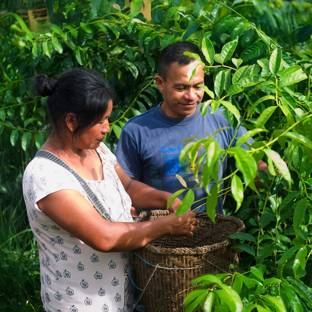 Two growers harvesting guayusa leaves into a woven basket in the Amazon