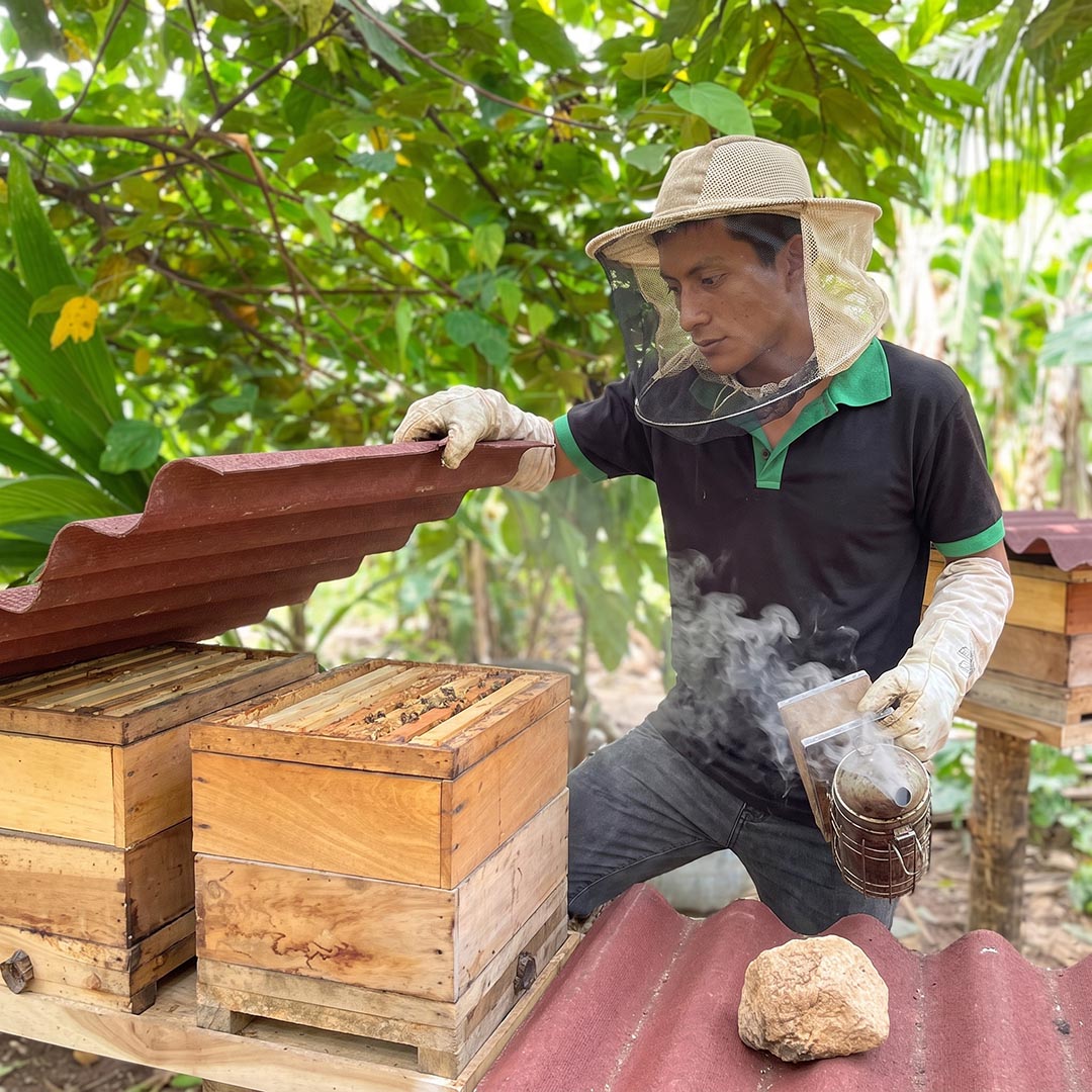 Beekeeper opening a wooden stingless bee hive in the Ecuadorian Amazon