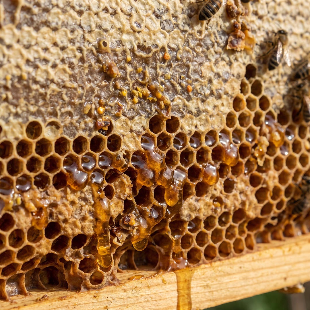 Close-up of honeycomb with native stingless bees