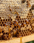 Close-up of honeycomb with native stingless bees