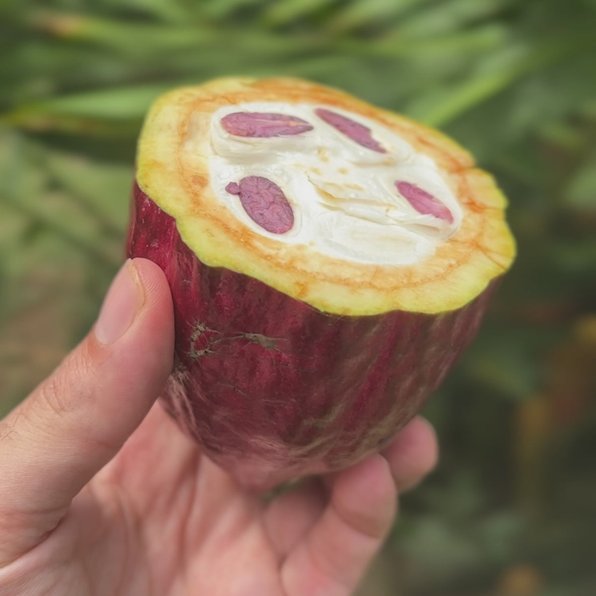 Hand holding a cut cacao pod showing the fresh beans inside