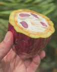 Hand holding a cut cacao pod showing the fresh beans inside