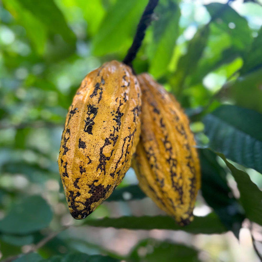We stand for rainforest conservation, community empowerment, and transparency. 