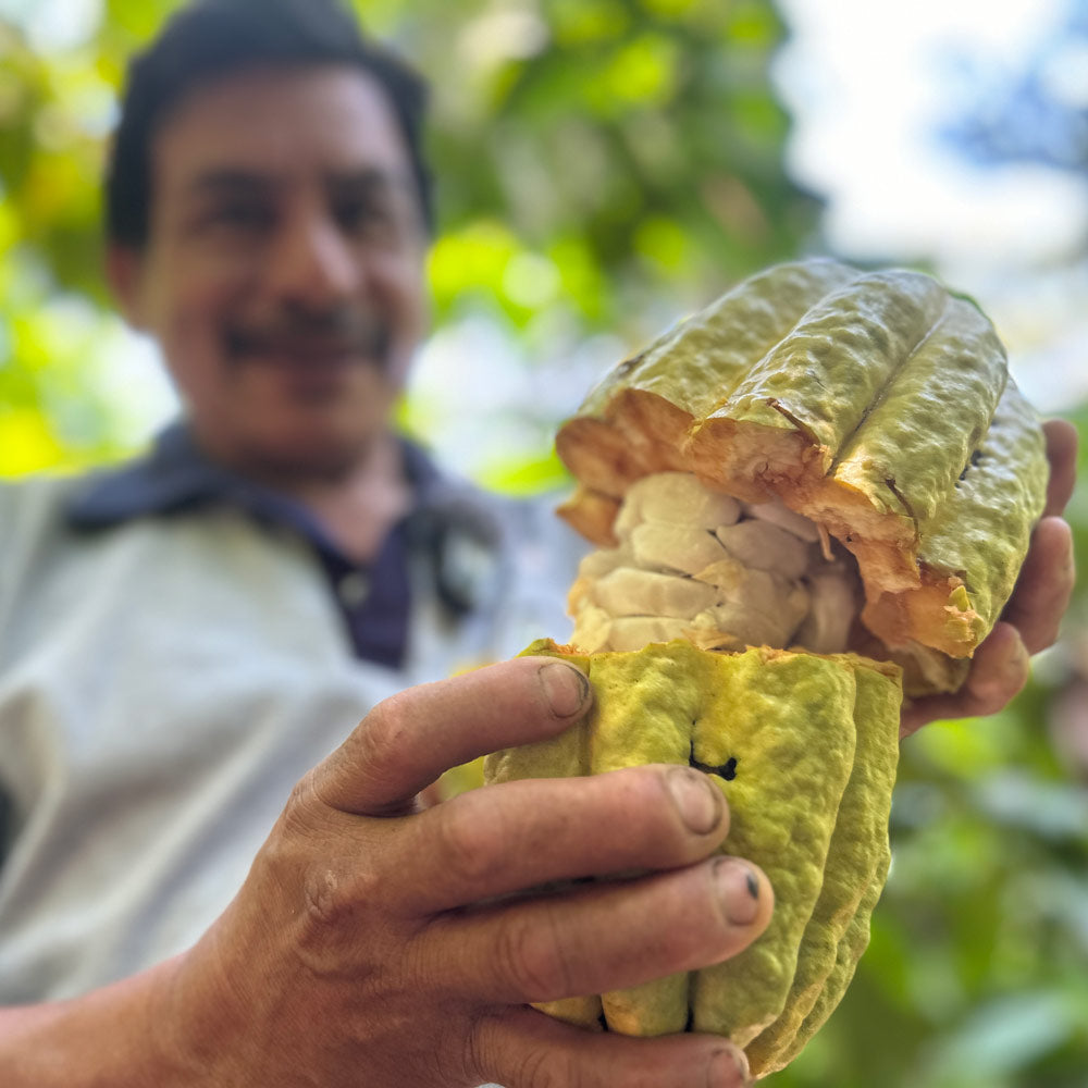 Our heirloom, ceremonial-grade cacao is nurtured in the Ecuadorian Amazon