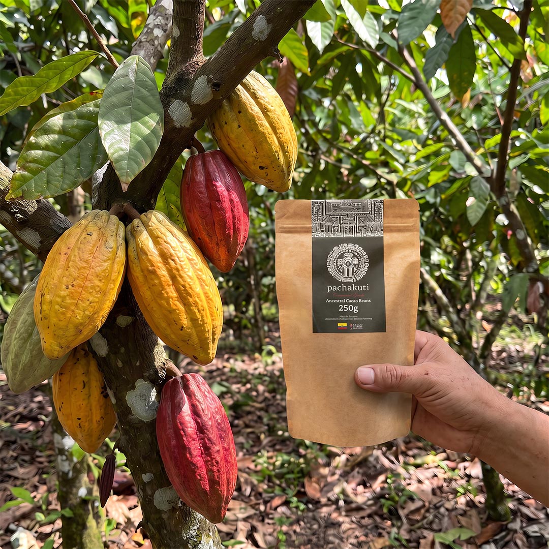 Hand holding a bag of unroasted cacao beans beside cacao pods on the tree