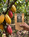 Hand holding a bag of unroasted cacao beans beside cacao pods on the tree