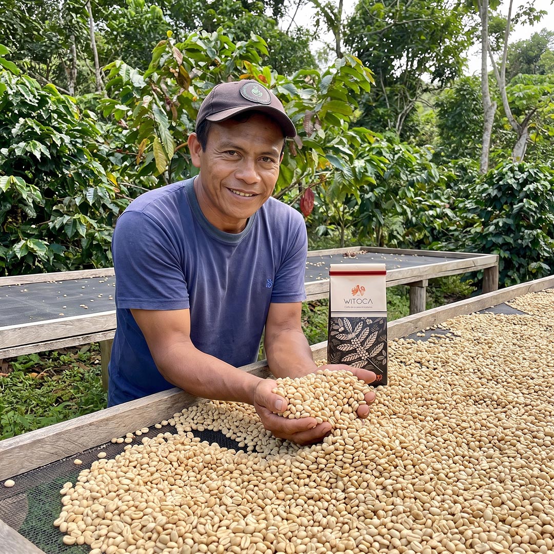 Witoca coffee farmer holding green coffee beans on a drying bed