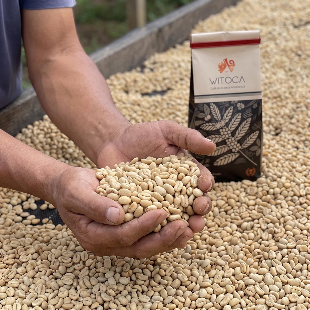 Hands holding green coffee beans beside a bag of Witoca Shaman