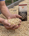 Hands holding green coffee beans beside a bag of Witoca Shaman