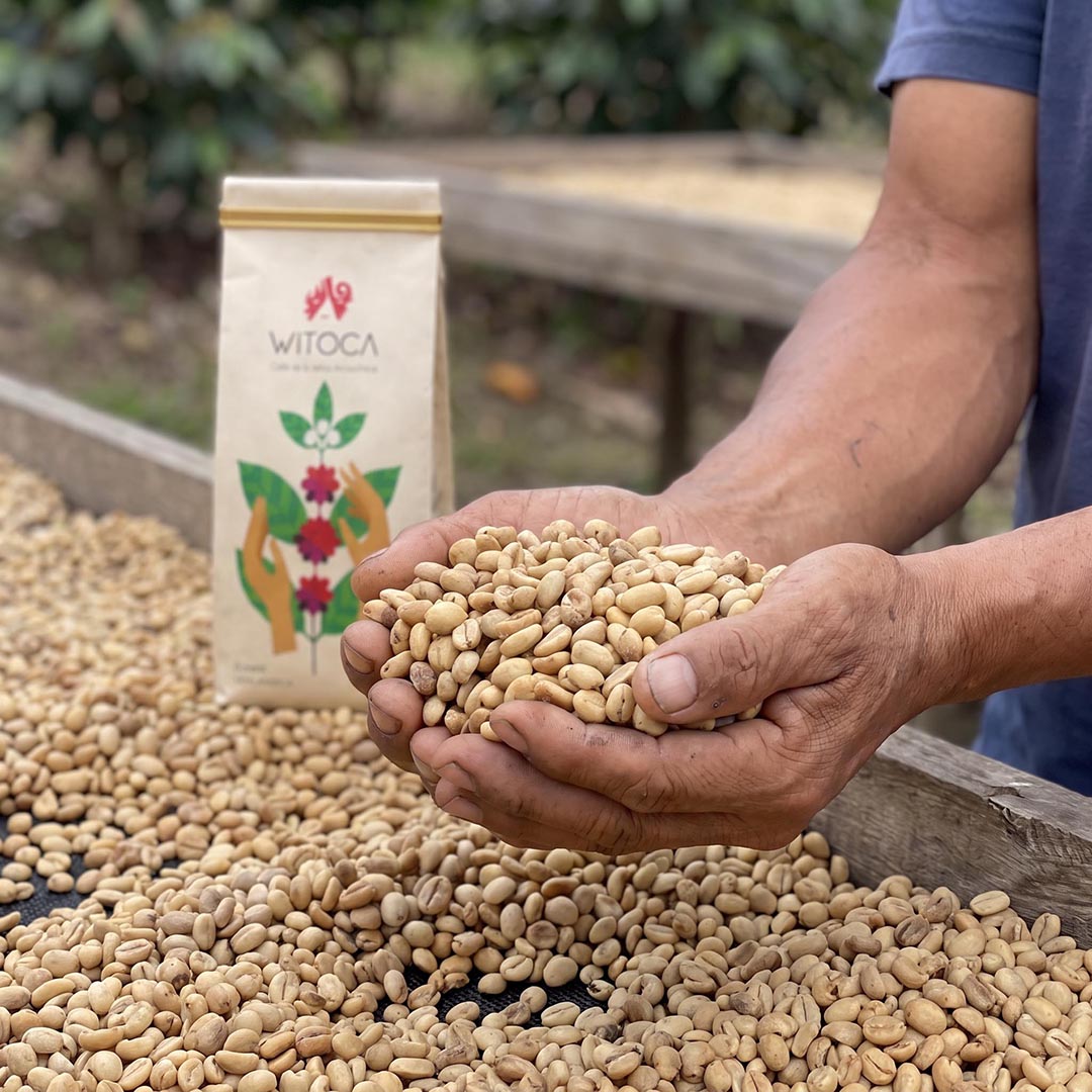 Hands holding green coffee beans beside a bag of Witoca Sumak