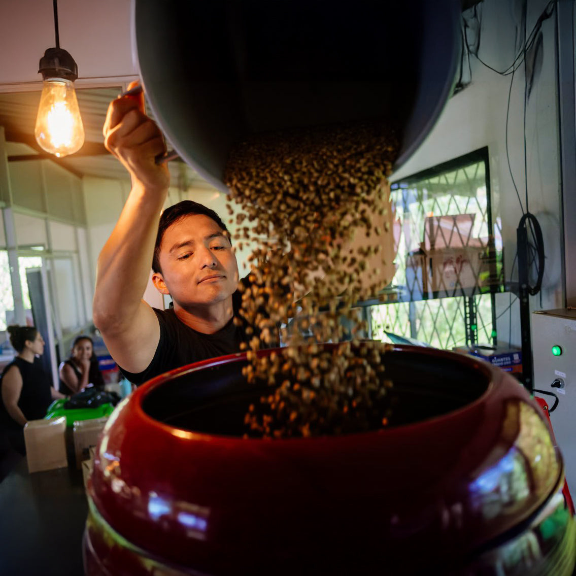 Roasted Witoca coffee beans pouring from the roaster into the cooling drum