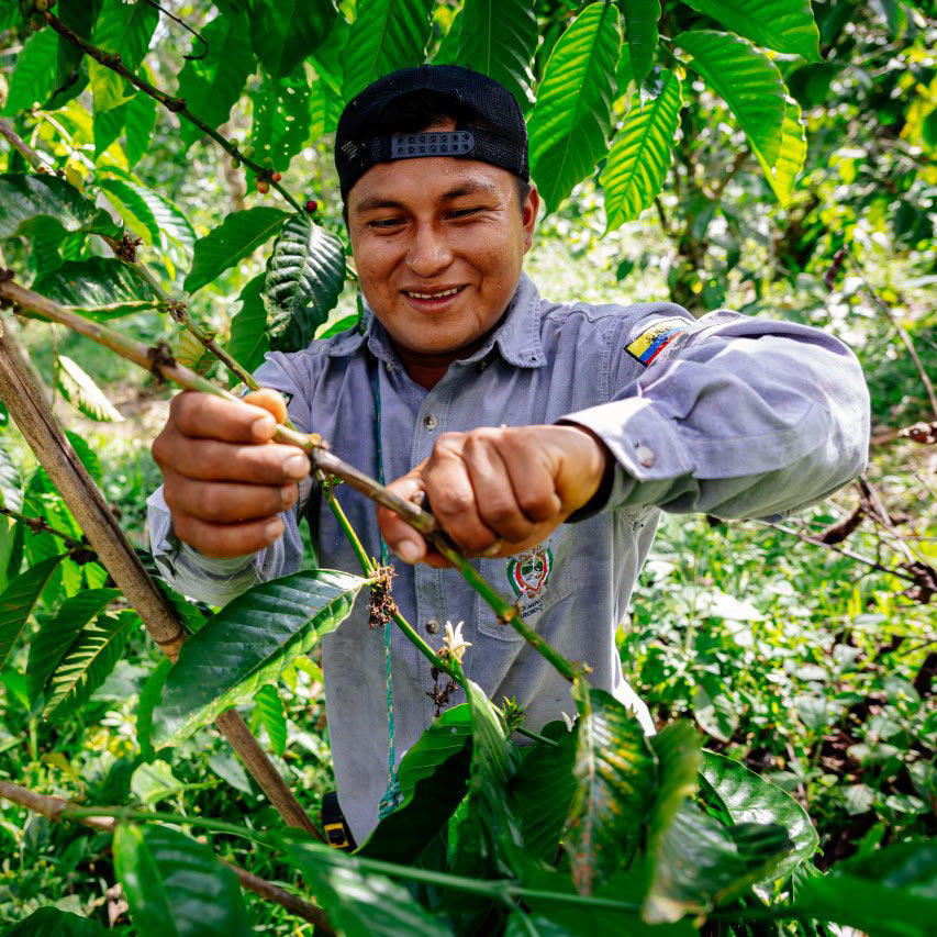Witoca coffee grower picking coffee cherries by hand among the plants